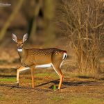 hunting deer with 22lr