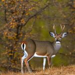 cull deer hunts