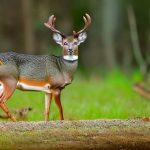 deer hunts in mississippi