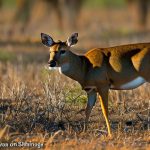 sika deer hunts in texas