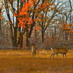 illinois deer hunting leases