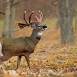 illinois youth deer hunt