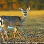 indiana deer hunting leases