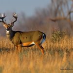 kansas deer hunts under $2000