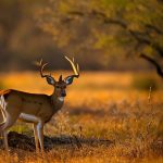 llano texas deer hunting