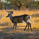 management deer hunts in texas