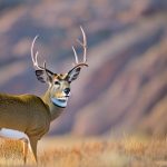 lake meredith mule deer hunting