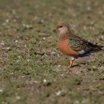 mexico dove hunting