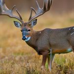 muzzleloader deer hunts