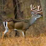 peabody wma deer hunting