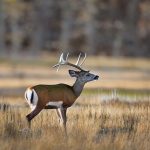 milk river montana deer hunting