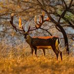 deer season wilson county texas