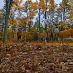 shawnee state forest deer hunting