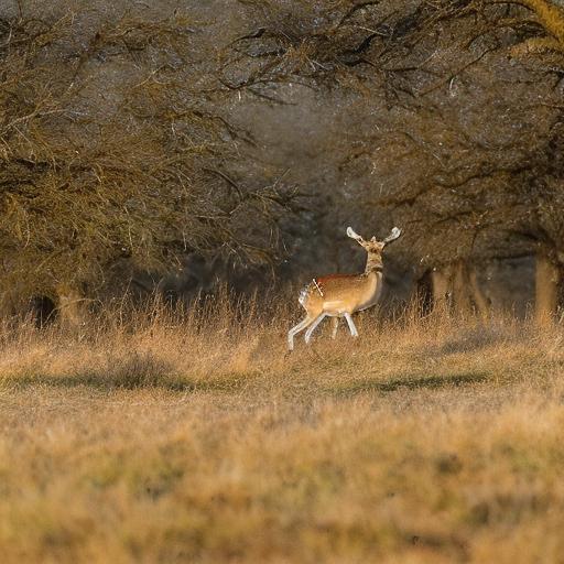 texas fallow deer hunting