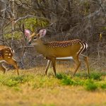 axis deer texas hunt