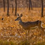 tiffany wildlife area deer hunting