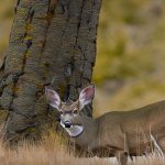 washington state mule deer hunting